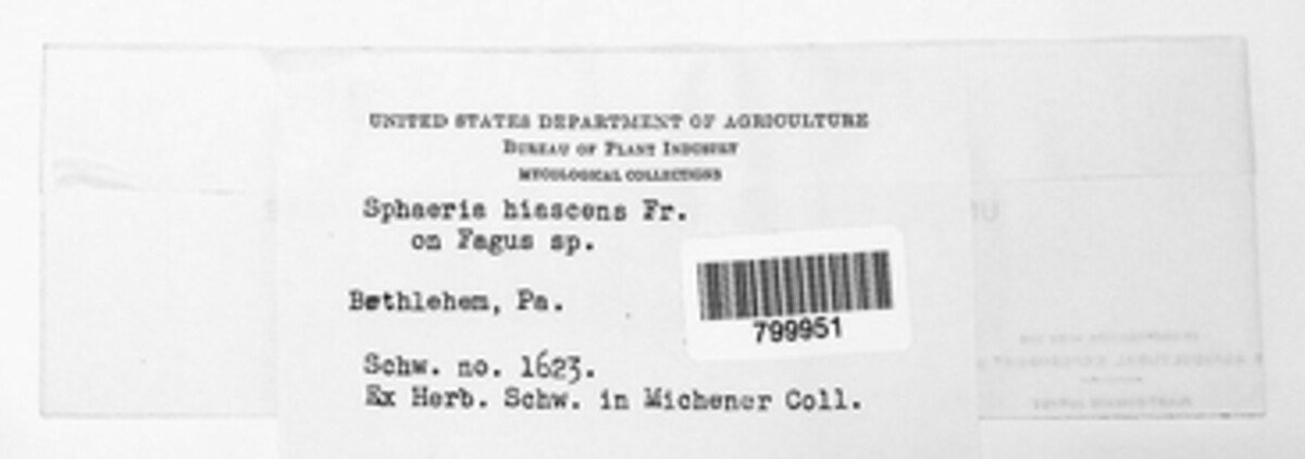 Sphaeria hiascens image